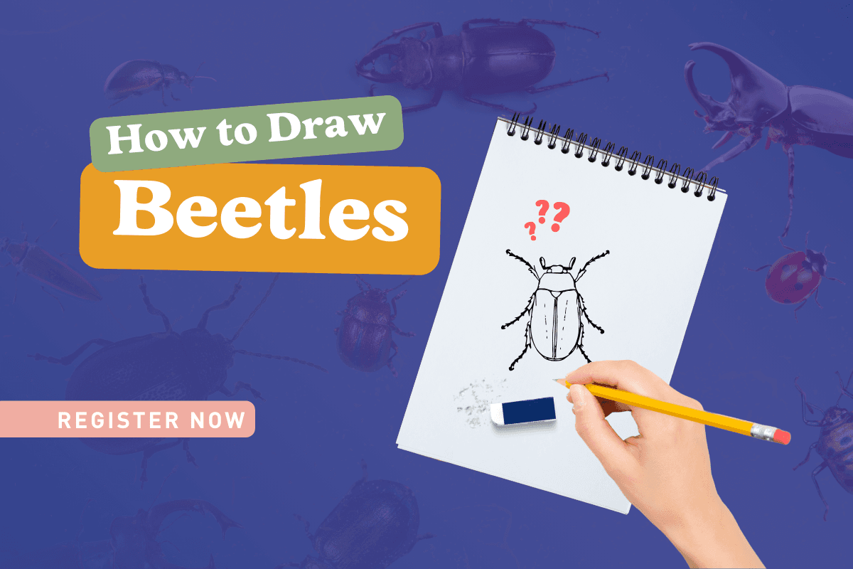How To Draw Beetles with Rob Kelsey