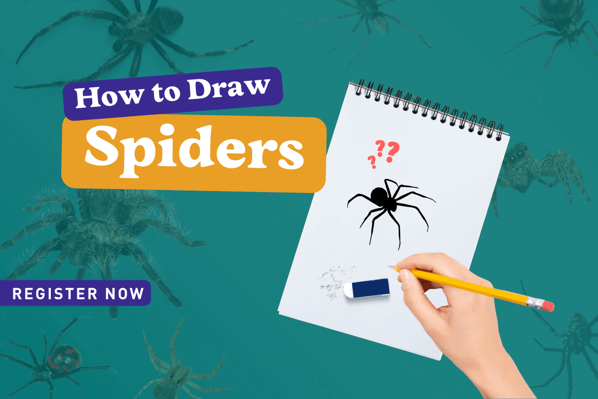How to Draw Spiders with Rob Kelsey