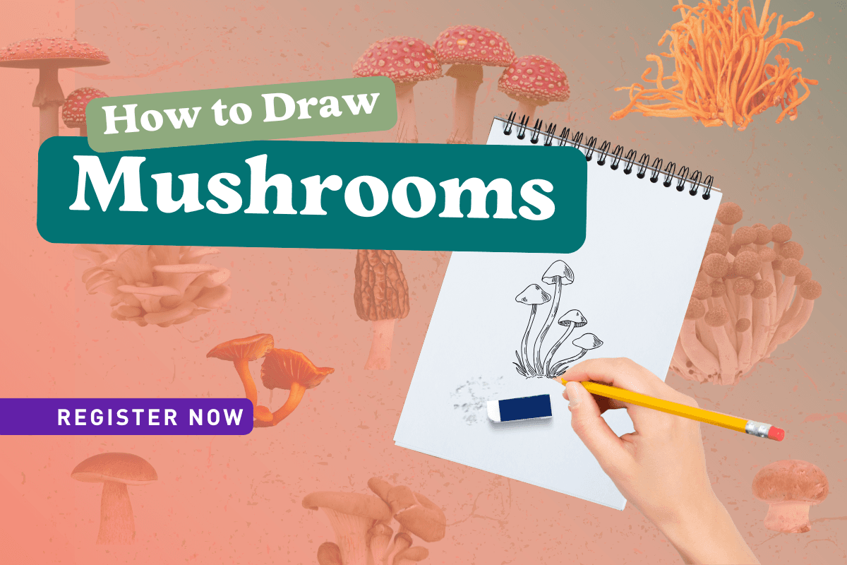 How To Draw Mushrooms with Rob Kelsey